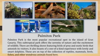 Palmitos Park
Palmitos Park is the most popular recreational spot in the island of Gran
Canaria. This subtropical park offers the serenity of nature and the excitement
of wildlife. There are thrilling shows featuring birds of prey and exotic birds that
astonish its visitors. It also boasts of a one-of-a-kind experience with lovely and
smart dolphins. These are on top of the collection of reptiles, mammals, birds,
fishes, and other wondrous animals found here.
 