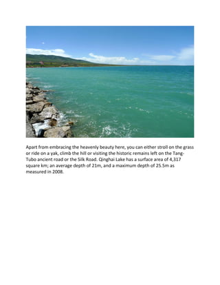 Apart from embracing the heavenly beauty here, you can either stroll on the grass
or ride on a yak, climb the hill or visiting the historic remains left on the Tang-
Tubo ancient road or the Silk Road. Qinghai Lake has a surface area of 4,317
square km; an average depth of 21m, and a maximum depth of 25.5m as
measured in 2008.
 
