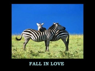 FALL IN LOVE
 