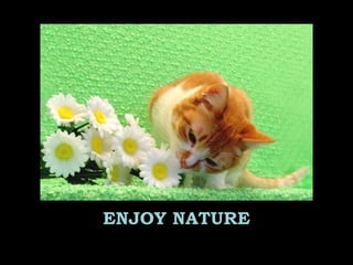 ENJOY NATURE
 