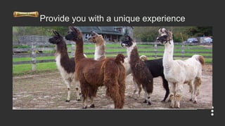 Things you Should Know About Llama Walks And the Way to Involve in it