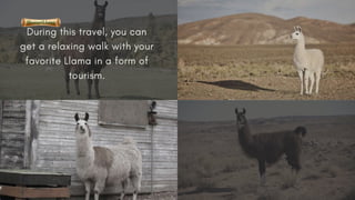 Reasons to add Llama walk to your adventure list
 