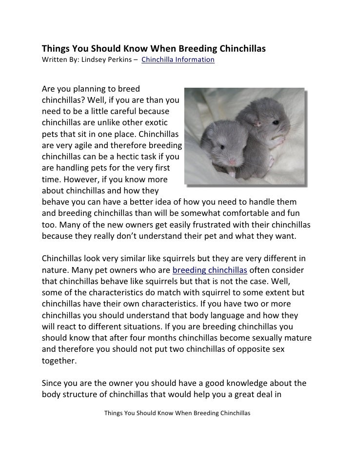 breeding chinchillas