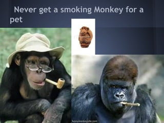 Never get a smoking Monkey for a
pet
 
