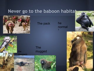 Never go to the baboon habitat.

              The pack   he
                         normal
                         T




              The
    the       mugged
    muggers
 
