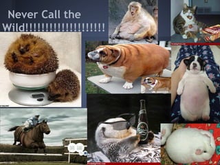 Never Call the
Wild!!!!!!!!!!!!!!!!!!!!
 