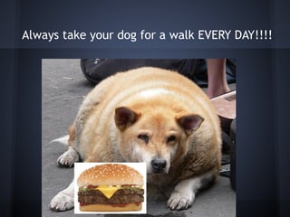 Always take your dog for a walk EVERY DAY!!!!
 
