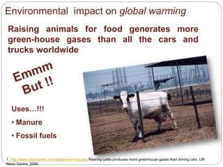 Environmental impact on global warming
Raising animals for food generates more
green-house gases than all the cars and
trucks worldwide
1. http://www.chooseveg.com/global-warming.asp Rearing cattle produces more greenhouse gases than driving cars. UN
News Centre, 2006.
Uses…!!!
• Manure
• Fossil fuels
 