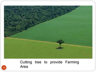 18
Cutting tree to provide Farming
Area
 