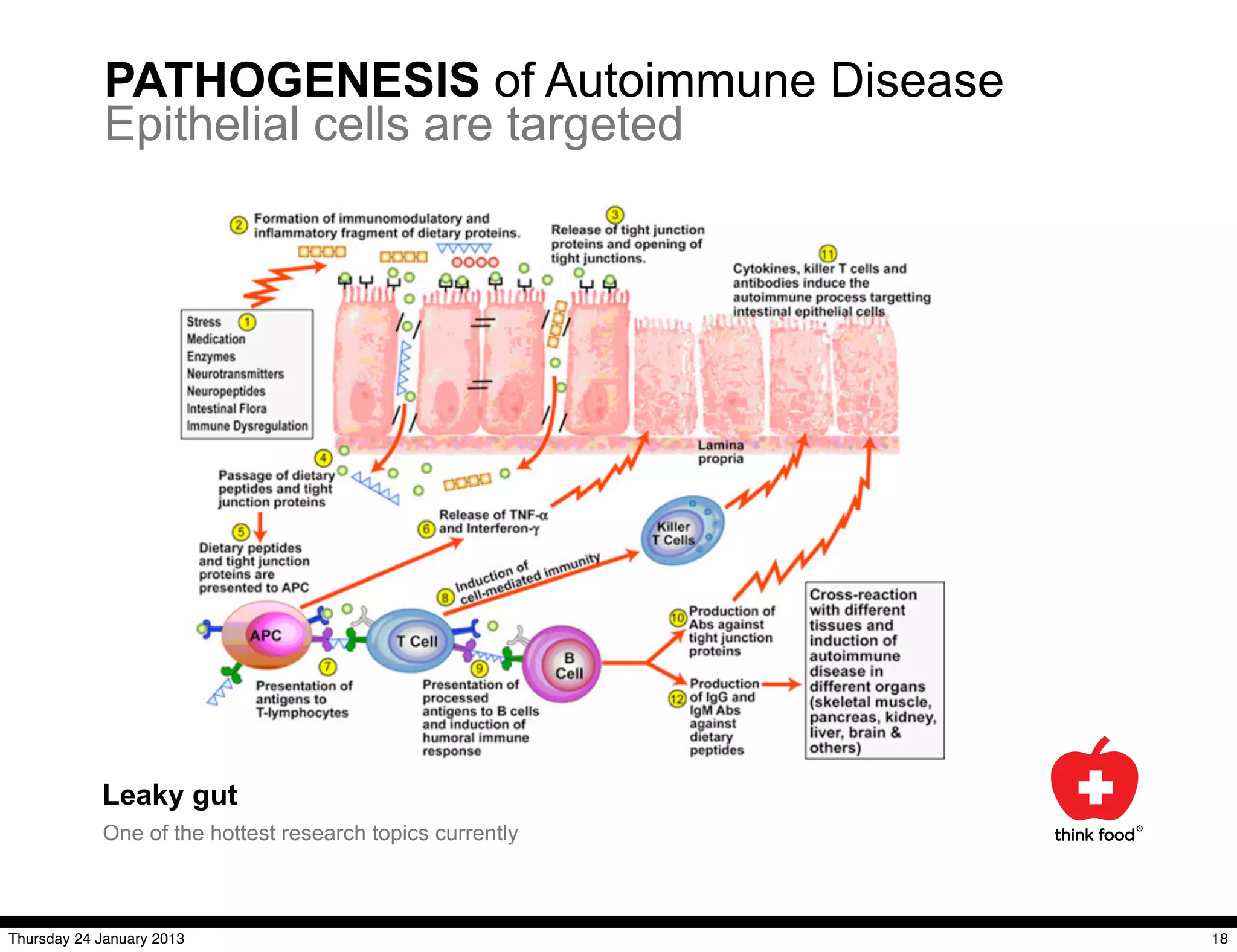 PATHOGENESIS of Autoimmune Disease
             Epithelial cells are targeted




            Leaky gut
            One of the hottest research topics currently



Thursday 24 January 2013                                   18
 