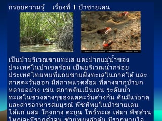 กรอบความรู้ เรื่องที่ 1 ป่าชายเลน
เป็นป่าบริเวณชายทะเล และปากแม่นำ้าของ
ประเทศในป่าเขตร้อน เป็นบริเวณนำ้ากร่อย
ประเทศไทยพบที่แถบชายฝั่งทะเลในภาคใต้ และ
ภาคตะวันออก มีสภาพแวดล้อม ที่ต่างจากป่าบก
หลายอย่าง เช่น สภาพดินเป็นเลน ระดับนำ้า
ทะเลในช่วงต่างๆของแต่ละวันต่างกัน ดินมีแร่ธาตุ
และสารอาหารสมบูรณ์ พืชที่พบในป่าชายเลน
ได้แก่ แสม โกงกาง ตะบูน โพธิ์ทะเล เสมา พืชส่วน
 