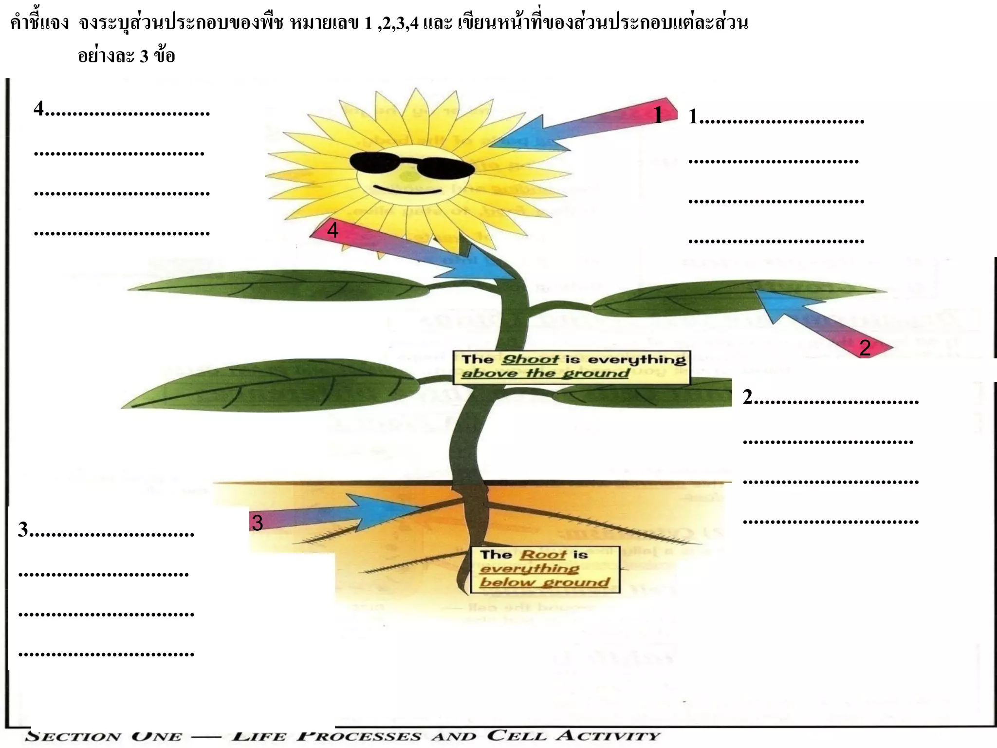 คาชี้แจง จงระบุส่วนประกอบของพืช หมายเลข 1 ,2,3,4และ เขียนหน้าที่ของส่วนประกอบแต่ละส่วน
อย่างละ 3 ข้อ
1..............................
...............................
................................
................................
2..............................
...............................
................................
................................3..............................
...............................
................................
................................
4..............................
...............................
................................
................................ 4
3
2
1
 