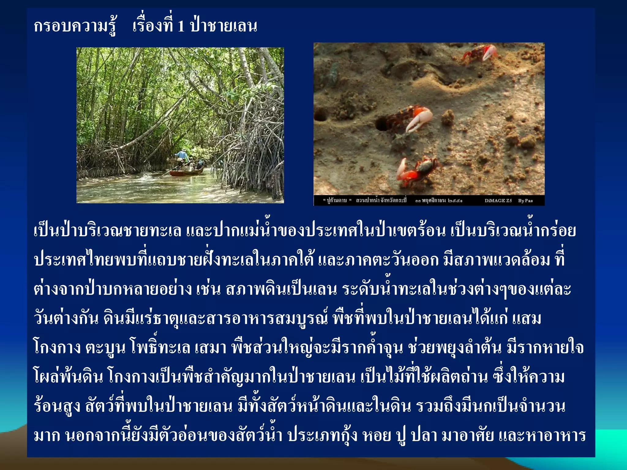 กรอบความรู้ เรื่องที่ 1 ป่าชายเลน
เป็นป่าบริเวณชายทะเล และปากแม่น้าของประเทศในป่าเขตร้อน เป็นบริเวณน้ากร่อย
ประเทศไทยพบที่แถบชายฝั่งทะเลในภาคใต้ และภาคตะวันออก มีสภาพแวดล้อม ที่
ต่างจากป่าบกหลายอย่าง เช่น สภาพดินเป็นเลน ระดับน้าทะเลในช่วงต่างๆของแต่ละ
วันต่างกัน ดินมีแร่ธาตุและสารอาหารสมบูรณ์พืชที่พบในป่าชายเลนได้แก่ แสม
โกงกาง ตะบูน โพธิ์ทะเล เสมา พืชส่วนใหญ่จะมีรากค้าจุน ช่วยพยุงลาต้น มีรากหายใจ
โผล่พ้นดิน โกงกางเป็นพืชสาคัญมากในป่าชายเลน เป็นไม้ที่ใช้ผลิตถ่าน ซึ่งให้ความ
ร้อนสูง สัตว์ที่พบในป่าชายเลน มีทั้งสัตว์หน้าดินและในดิน รวมถึงมีนกเป็นจานวน
มาก นอกจากนี้ยังมีตัวอ่อนของสัตว์น้า ประเภทกุ้ง หอย ปู ปลา มาอาศัย และหาอาหาร
 