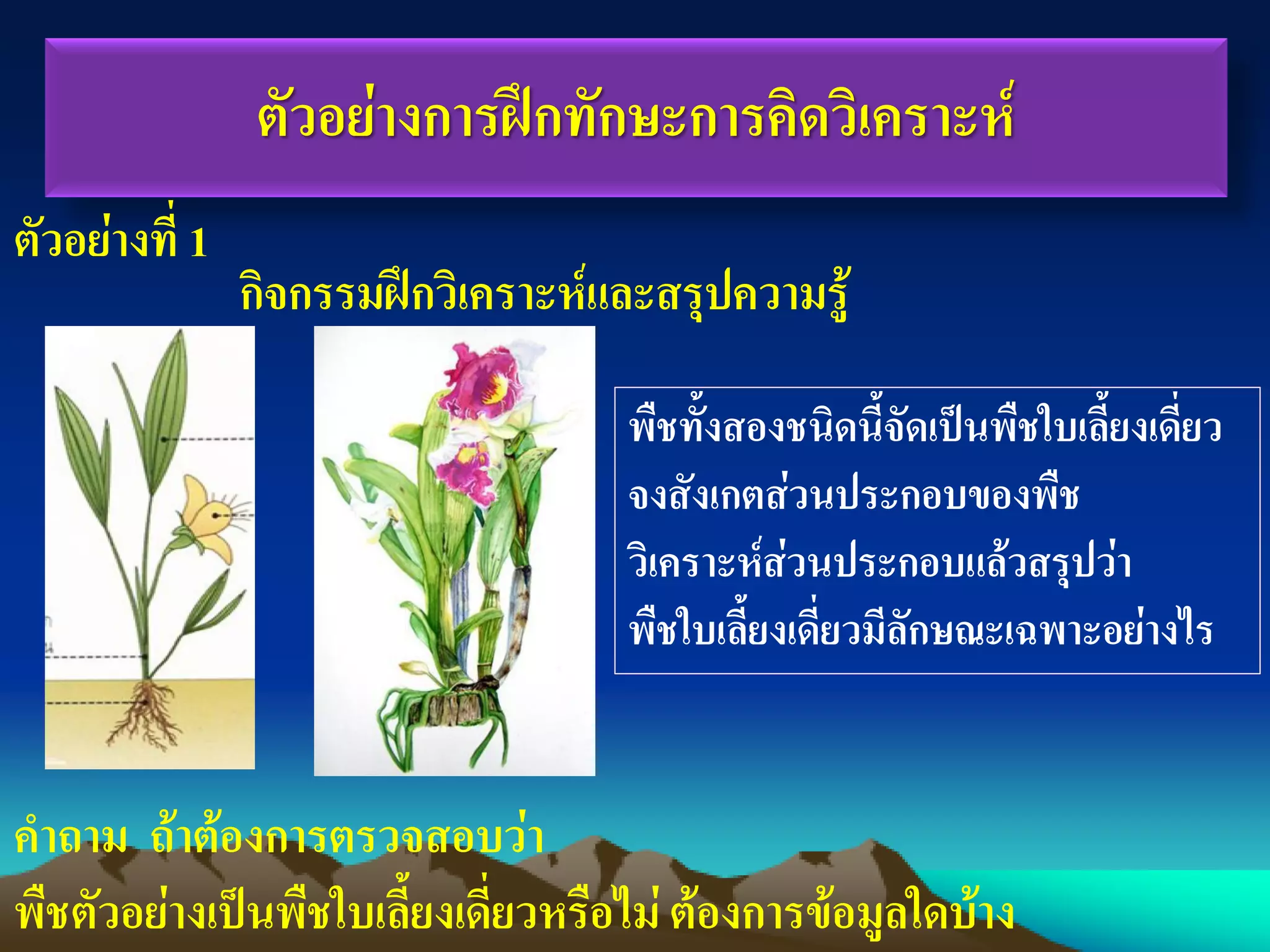 ตัวอย่างการฝึกทักษะการคิดวิเคราะห์
กิจกรรมฝึกวิเคราะห์และสรุปความรู้
พืชทั้งสองชนิดนี้จัดเป็นพืชใบเลี้ยงเดี่ยว
จงสังเกตส่วนประกอบของพืช
วิเคราะห์ส่วนประกอบแล้วสรุปว่า
พืชใบเลี้ยงเดี่ยวมีลักษณะเฉพาะอย่างไร
คาถาม ถ้าต้องการตรวจสอบว่า
พืชตัวอย่างเป็นพืชใบเลี้ยงเดี่ยวหรือไม่ ต้องการข้อมูลใดบ้าง
ตัวอย่างที่ 1
 