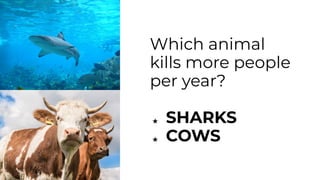 Which animal
kills more people
per year?
★ SHARKS
★ COWS
 