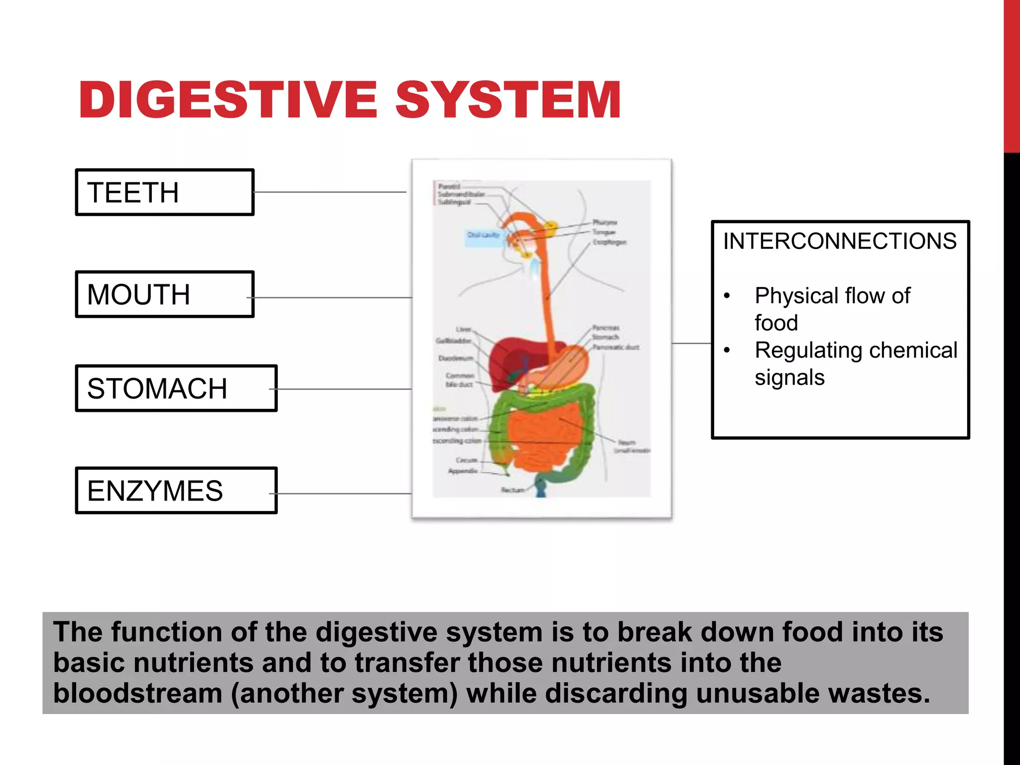 DIGESTIVE SYSTEM
The function of the digestive system is to break down food into its
basic nutrients and to transfer those nutrients into the
bloodstream (another system) while discarding unusable wastes.
TEETH
MOUTH
ENZYMES
STOMACH
INTERCONNECTIONS
• Physical flow of
food
• Regulating chemical
signals
 
