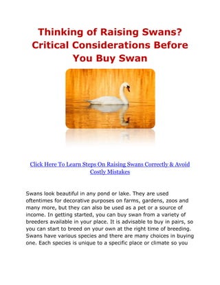 Thinking of Raising Swans?
  Critical Considerations Before
           You Buy Swan




 Click Here To Learn Steps On Raising Swans Correctly & Avoid
                        Costly Mistakes


Swans look beautiful in any pond or lake. They are used
oftentimes for decorative purposes on farms, gardens, zoos and
many more, but they can also be used as a pet or a source of
income. In getting started, you can buy swan from a variety of
breeders available in your place. It is advisable to buy in pairs, so
you can start to breed on your own at the right time of breeding.
Swans have various species and there are many choices in buying
one. Each species is unique to a specific place or climate so you
 
