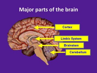 Major	
  parts	
  of	
  the	
  brain	
  
 