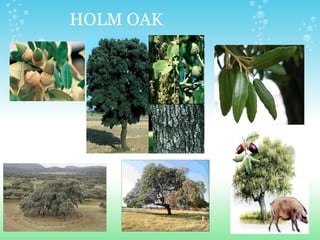                 HOLM OAK   
