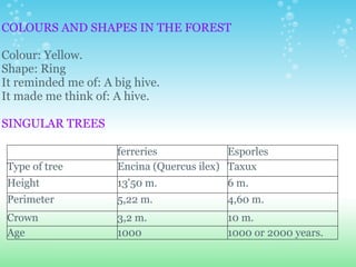 COLOURS AND SHAPES IN THE FOREST   Colour: Yellow. Shape: Ring It reminded me of: A big hive. It made me think of: A hive.   SINGULAR TREES   ferreries Esporles Type of tree Encina (Quercus ilex) Taxux  Height 13'50 m. 6 m. Perimeter 5,22 m. 4,60 m. Crown  3,2 m. 10 m. Age 1000 1000 or 2000 years. 