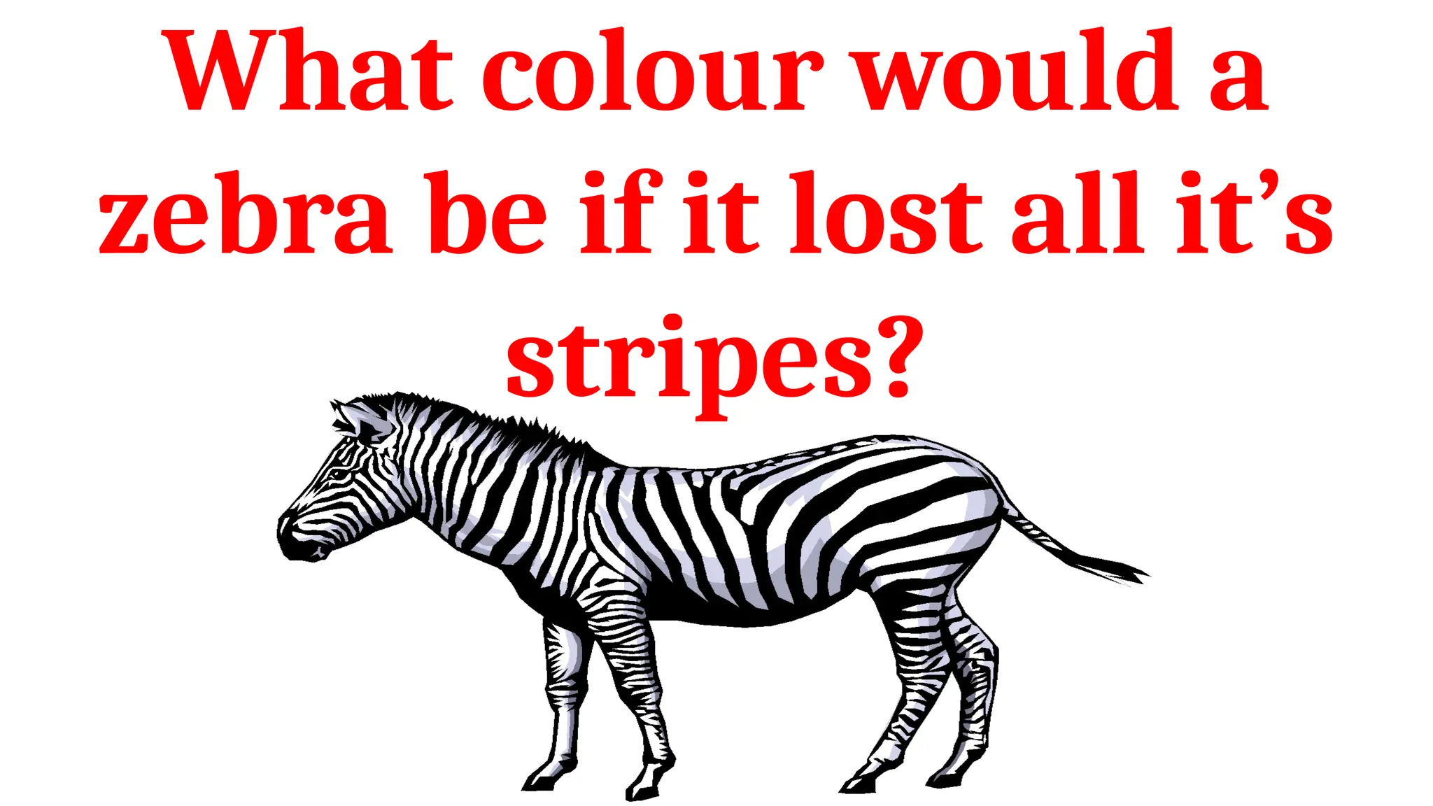What colour would a
zebra be if it lost all it’s
stripes?
 