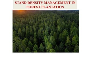 STAND DENSITY MANAGEMENT IN
FOREST PLANTATION
 
