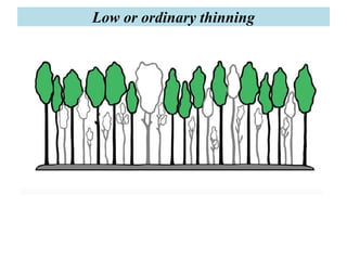 Low or ordinary thinning
 