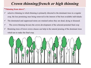 Crown thinning/french or high thinning
“Thinning from above”.
 selective thinning in which thinning is primarily directed to the dominant trees in a regular
crop, the less promising ones being removed in the interest of the best available individuals:
 The dominated and suppressed stems are retained unless they are dead, dying or diseased.
 The crown thinning favours the crown development of the selected potential final crop
 Retaining trees of lower crown classes can help in the natural pruning of the dominant trees
which are to make the final crop.
 