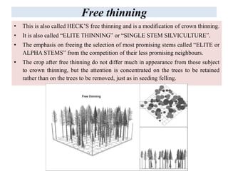 Free thinning
• This is also called HECK’S free thinning and is a modification of crown thinning.
• It is also called “ELITE THINNING” or “SINGLE STEM SILVICULTURE”.
• The emphasis on freeing the selection of most promising stems called “ELITE or
ALPHA STEMS” from the competition of their less promising neighbours.
• The crop after free thinning do not differ much in appearance from those subject
to crown thinning, but the attention is concentrated on the trees to be retained
rather than on the trees to be removed, just as in seeding felling.
 