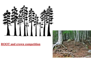 ROOT and crown competition
 