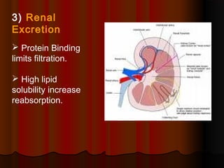 3) Renal
Excretion
 Protein Binding
limits filtration.
 High lipid
solubility increase
reabsorption.
 