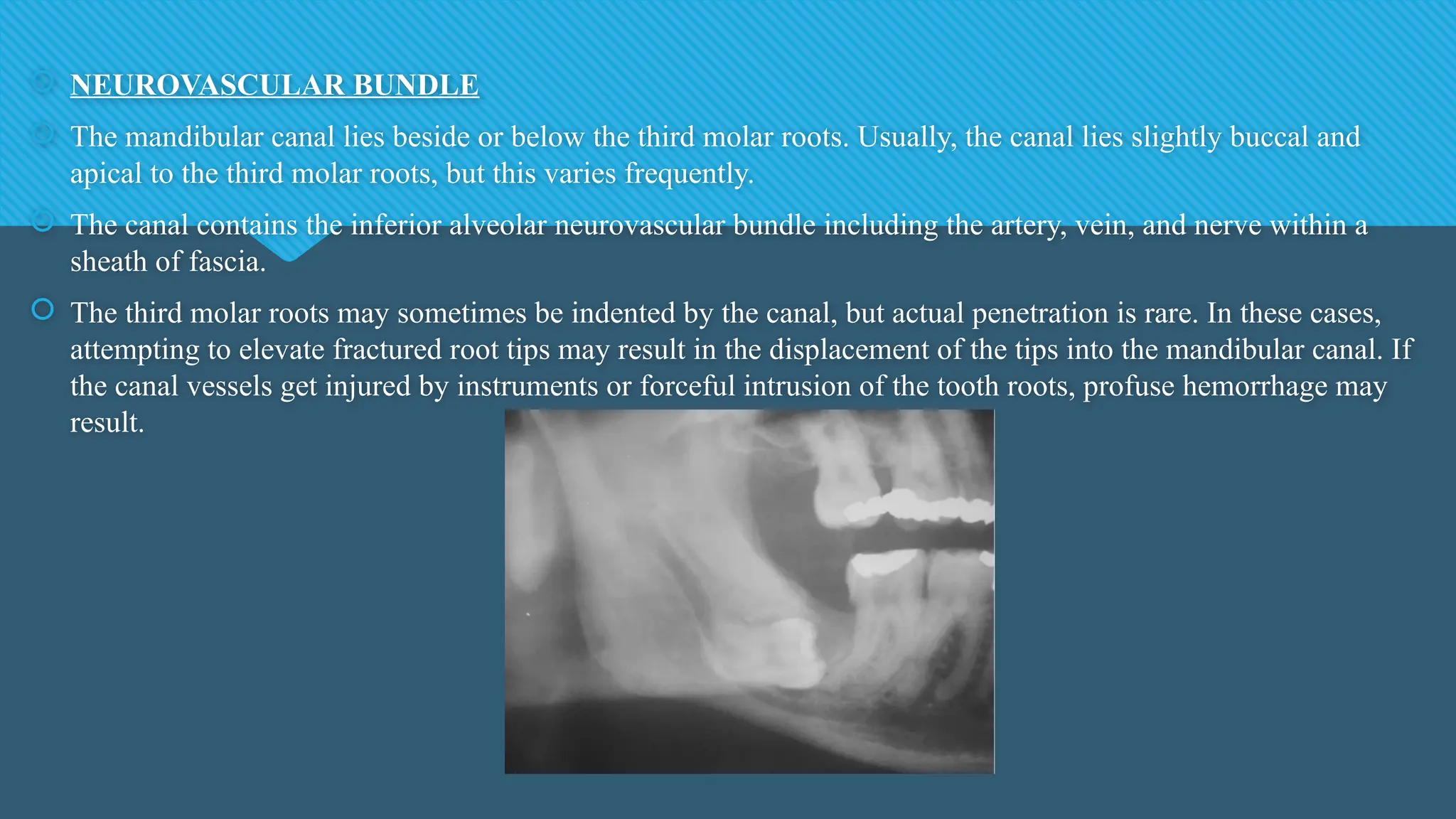  NEUROVASCULAR BUNDLE
 The mandibular canal lies beside or below the third molar roots. Usually, the canal lies slightly buccal and
apical to the third molar roots, but this varies frequently.
 The canal contains the inferior alveolar neurovascular bundle including the artery, vein, and nerve within a
sheath of fascia.
 The third molar roots may sometimes be indented by the canal, but actual penetration is rare. In these cases,
attempting to elevate fractured root tips may result in the displacement of the tips into the mandibular canal. If
the canal vessels get injured by instruments or forceful intrusion of the tooth roots, profuse hemorrhage may
result.
 