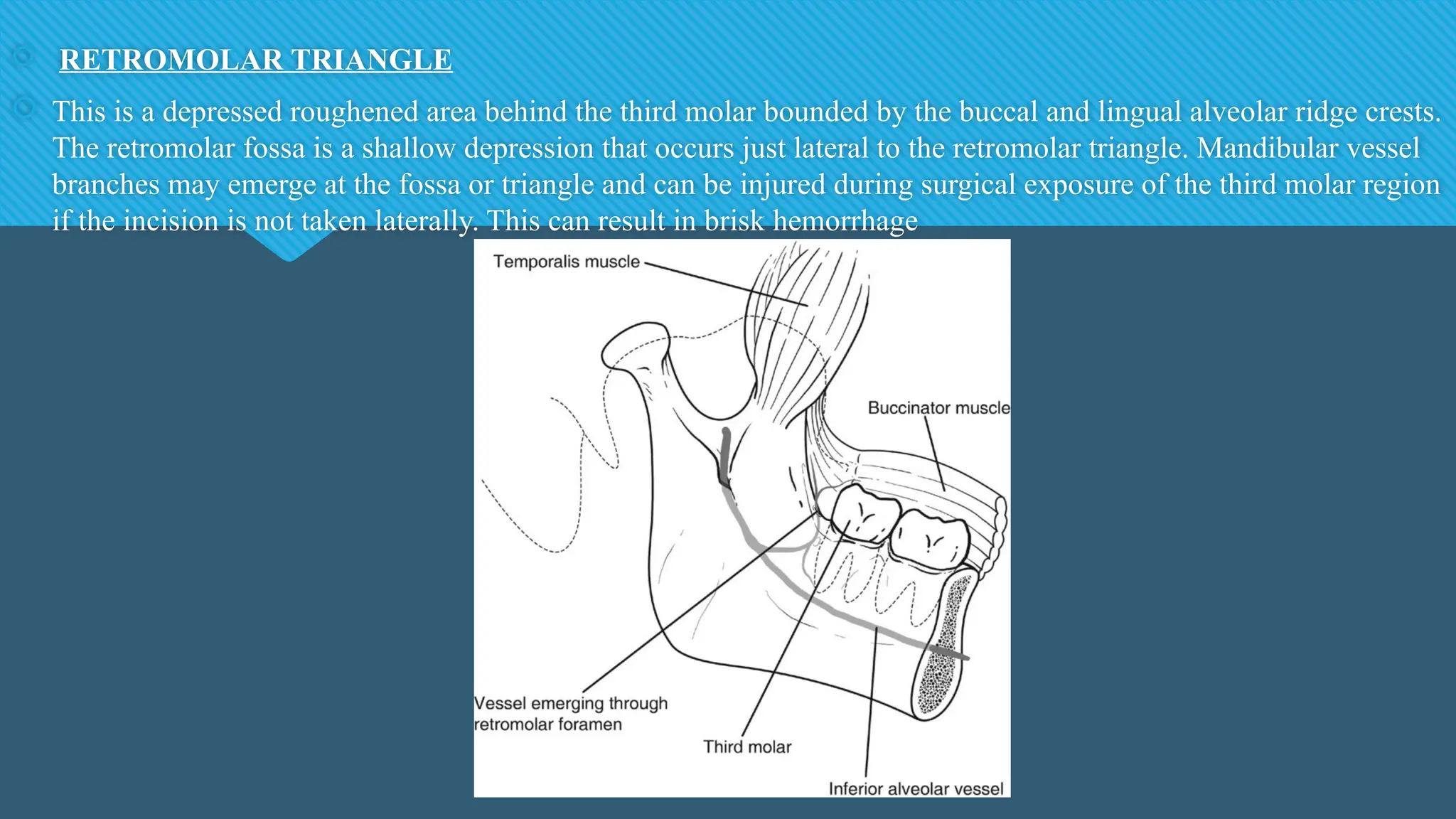  RETROMOLAR TRIANGLE
 This is a depressed roughened area behind the third molar bounded by the buccal and lingual alveolar ridge crests.
The retromolar fossa is a shallow depression that occurs just lateral to the retromolar triangle. Mandibular vessel
branches may emerge at the fossa or triangle and can be injured during surgical exposure of the third molar region
if the incision is not taken laterally. This can result in brisk hemorrhage
 