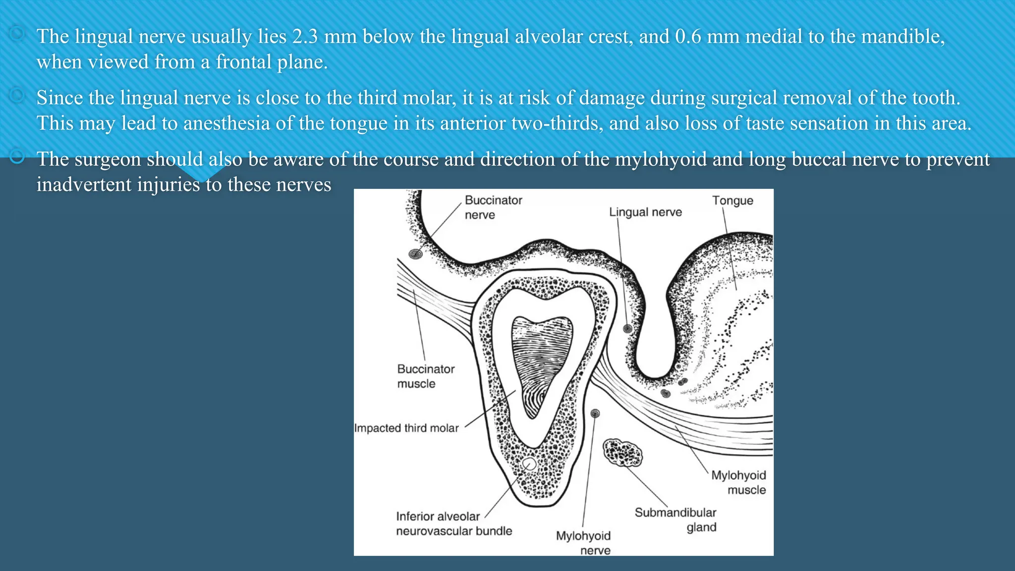  The lingual nerve usually lies 2.3 mm below the lingual alveolar crest, and 0.6 mm medial to the mandible,
when viewed from a frontal plane.
 Since the lingual nerve is close to the third molar, it is at risk of damage during surgical removal of the tooth.
This may lead to anesthesia of the tongue in its anterior two-thirds, and also loss of taste sensation in this area.
 The surgeon should also be aware of the course and direction of the mylohyoid and long buccal nerve to prevent
inadvertent injuries to these nerves
 