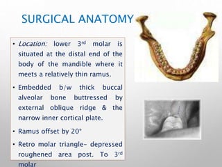 SURGICAL ANATOMY
• Location: lower 3rd molar is
situated at the distal end of the
body of the mandible where it
meets a relatively thin ramus.
• Embedded b/w thick buccal
alveolar bone buttressed by
external oblique ridge & the
narrow inner cortical plate.
• Ramus offset by 20°
• Retro molar triangle- depressed
roughened area post. To 3rd
molar
 