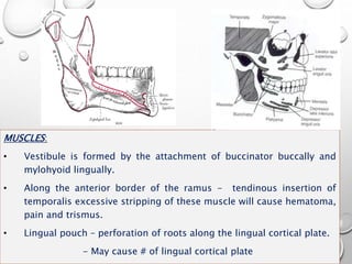 MUSCLES:
• Vestibule is formed by the attachment of buccinator buccally and
mylohyoid lingually.
• Along the anterior border of the ramus - tendinous insertion of
temporalis excessive stripping of these muscle will cause hematoma,
pain and trismus.
• Lingual pouch – perforation of roots along the lingual cortical plate.
- May cause # of lingual cortical plate
 