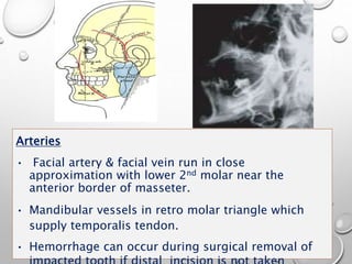 Arteries
• Facial artery & facial vein run in close
approximation with lower 2nd molar near the
anterior border of masseter.
• Mandibular vessels in retro molar triangle which
supply temporalis tendon.
• Hemorrhage can occur during surgical removal of
 