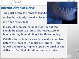 Inferior Alveolar Nerve
• Lies just below the roots of mandibular
molars but slightly buccally placed in
inferior dental canal.
•In case of deep seated impaction special care
should be taken to protect this neurovascular
bundle during bone drilling & tooth sectioning.
•Calcification of inferior alveolar canal is completed
before the roots of 3rd molar are formed. Thus
growing roots may impinge upon the canal or get
deflected. So blind elevation is not advisable.
 