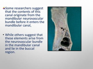 Some researchers suggest
that the contents of this
canal originate from the
mandibular neurovascular
bundle before it enters the
mandibular canal,
• While others suggest that
these elements arise from
the neurovascular bundle
in the mandibular canal
and lie in the buccal
region.
 