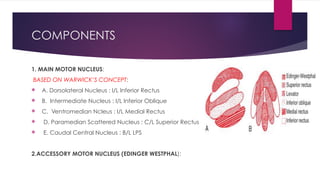 THIRD NERVE - ANATOMY AND APPLIED ASPECT. | PDF