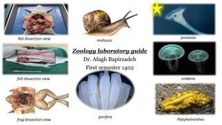 Zoology laboratory guide
Dr. Afagh Bapirzadeh
First semester 1402
Rat dissection view
fish dissection view
frog dissection view
mollusca
porifera
protozoa
cnidaria
Platyhelminthes
 