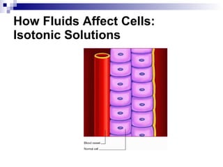 How Fluids Affect Cells: Isotonic Solutions 