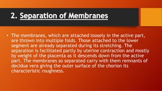 2. Separation of Membranes
• The membranes, which are attached loosely in the active part,
are thrown into multiple folds. Those attached to the lower
segment are already separated during its stretching. The
separation is facilitated partly by uterine contraction and mostly
by weight of the placenta as it descends down from the active
part. The membranes so separated carry with them remnants of
decidua vera giving the outer surface of the chorion its
characteristic roughness.
 
