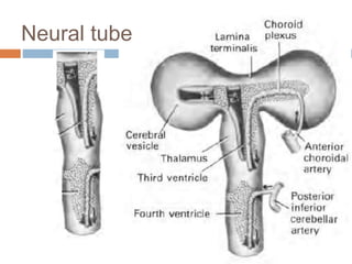Third ventricle surgical anatomy and approaches | PPTX