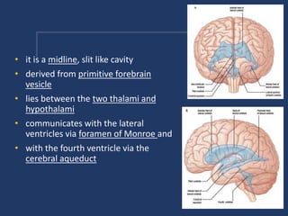 • it is a midline, slit like cavity
• derived from primitive forebrain
vesicle
• lies between the two thalami and
hypothalami
• communicates with the lateral
ventricles via foramen of Monroe and
• with the fourth ventricle via the
cerebral aqueduct
 