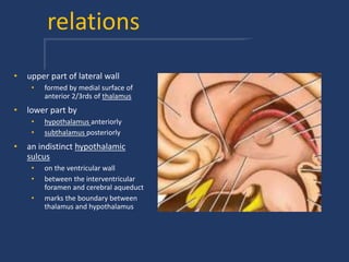 relations
• upper part of lateral wall
• formed by medial surface of
anterior 2/3rds of thalamus
• lower part by
• hypothalamus anteriorly
• subthalamus posteriorly
• an indistinct hypothalamic
sulcus
• on the ventricular wall
• between the interventricular
foramen and cerebral aqueduct
• marks the boundary between
thalamus and hypothalamus
 