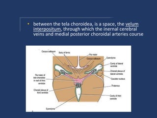 • between the tela choroidea, is a space, the velum
interpositum, through which the inernal cerebral
veins and medial posterior choroidal arteries course
 
