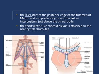 • the ICVs start at the posterior edge of the foramen of
Monro and run posteriorly to exit the velum
interpositum just above the pineal body.
• the third ventricular choroid plexus is attached to the
roof by tela thoroidea
 