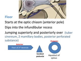 Floor
Starts at the optic chiasm (anterior pole)
Dips into the infundibular recess
Jumping superiorly and posteriorly over (tuber
cinereum, 2 mamillary bodies, posterior perforated
substance)
Floor of 3rd Ventricle
Cerebral
peduncle
Aqueduct of
sylvius
Anterior
Posterior
 