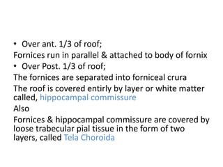 • Over ant. 1/3 of roof;
Fornices run in parallel & attached to body of fornix
• Over Post. 1/3 of roof;
The fornices are separated into forniceal crura
The roof is covered entirly by layer or white matter
called, hippocampal commissure
Also
Fornices & hippocampal commissure are covered by
loose trabecular pial tissue in the form of two
layers, called Tela Choroida
 